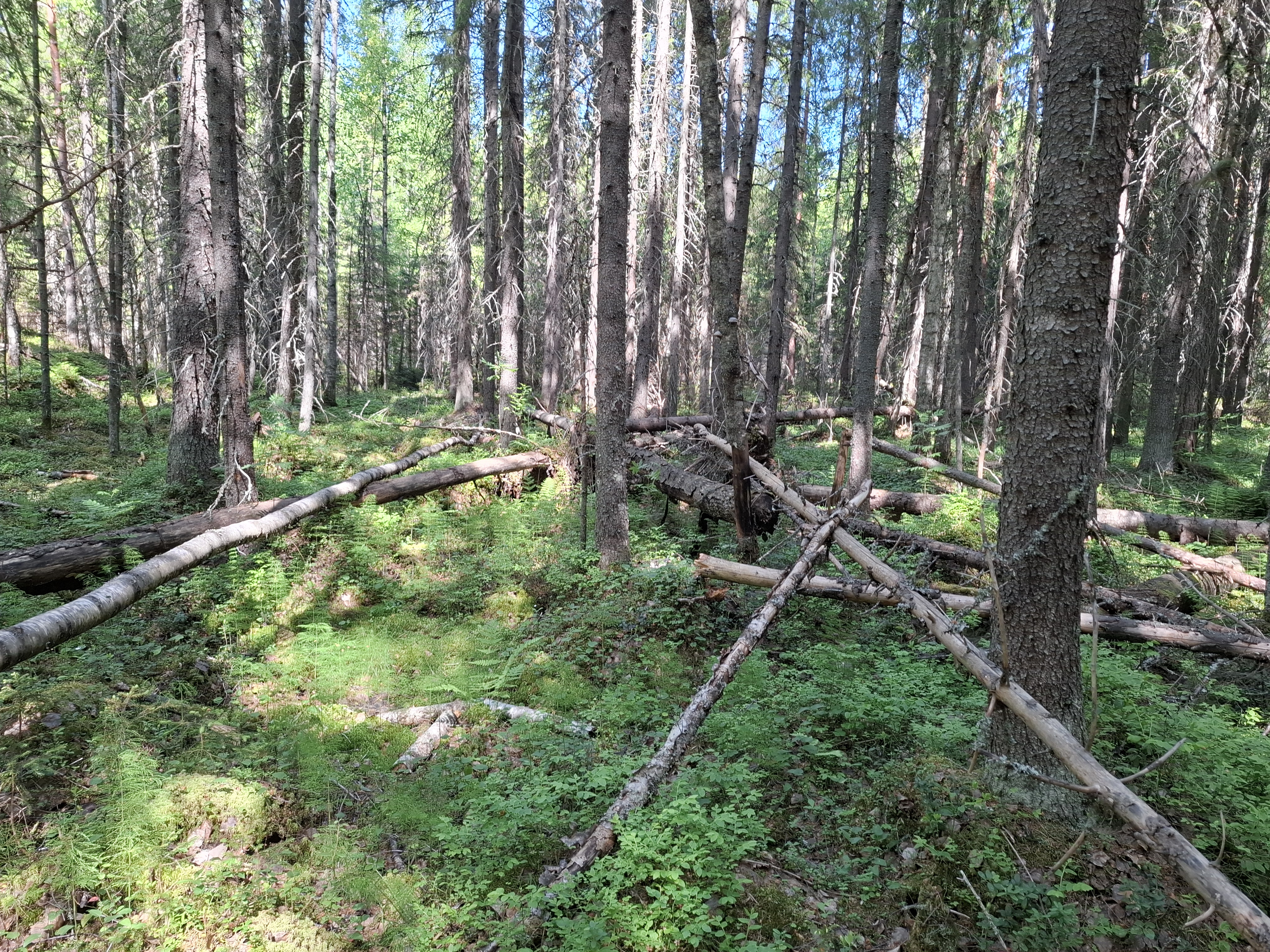 Lintulan metsää