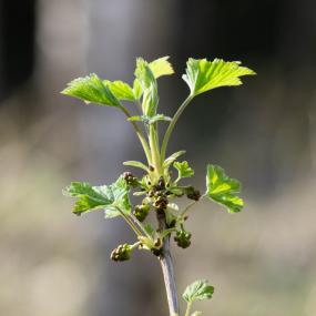 keväinen oksa