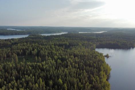 metsäkuva ilmasta