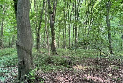 Metsä