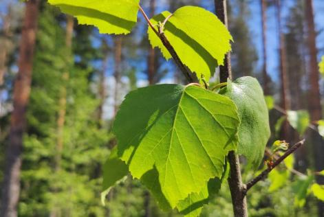 koivun lehti