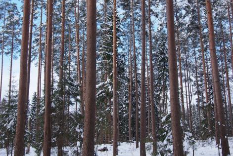 Hakkuun jälkeen