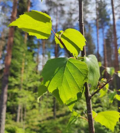 koivun lehti