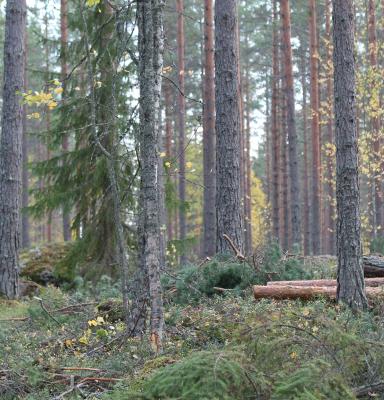 mäntymetsä