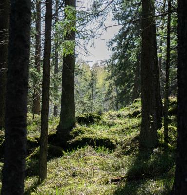 Kuusimetsää