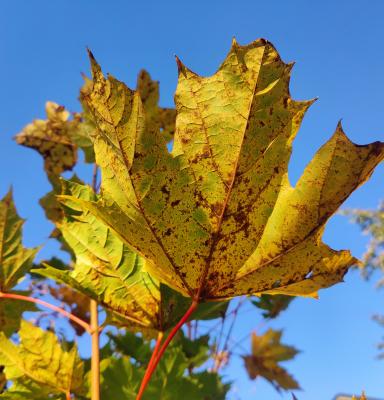 Kunnat ja seurakunnat kysely vaahteranlehti