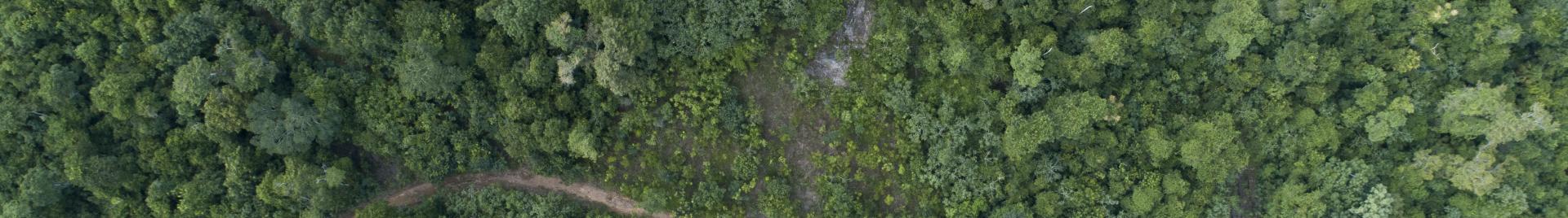 Ilmakuva metsästä