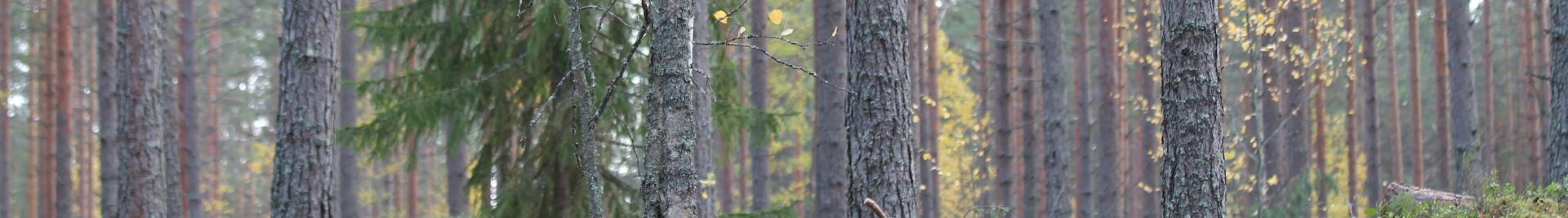 mäntymetsä