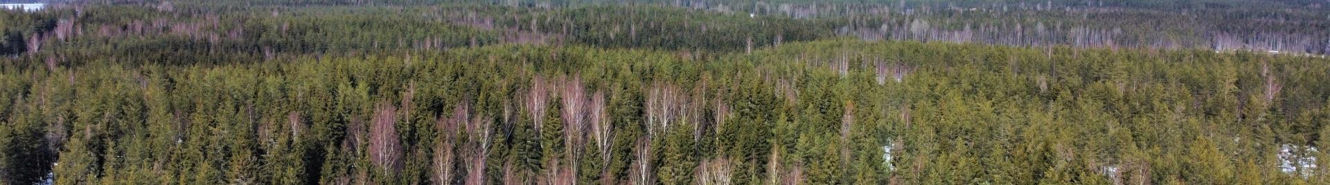 Ilmakuva metsästä