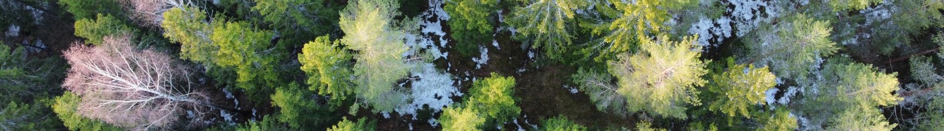 metsä