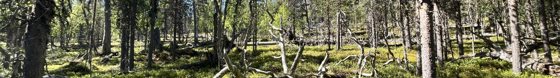 Inari