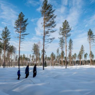 Talvimetsää Liperissä Talvimetsää Liperissä